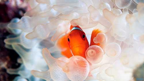 神奇大自然：24种可爱的海洋生物