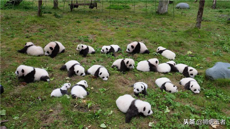 国外也有土生土长的“大熊猫”了？租不到熊猫就这样做，不忍直视