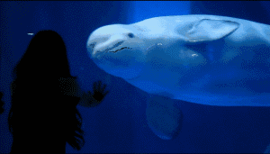 海中金丝雀——白鲸