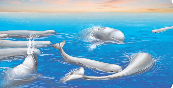 海中金丝雀——白鲸