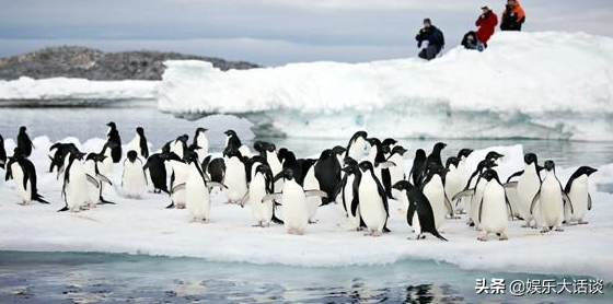 为什么北极没有企鹅？把企鹅运到北极，企鹅能生存吗？