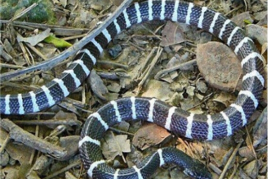 国内最毒银环蛇的亲戚，却被很多人认错，号称“夜魔”的印度环蛇