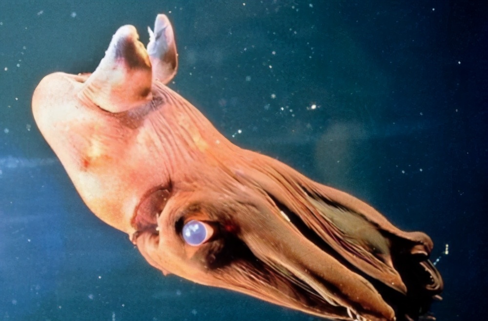 盘点海底千米之下的深海动物