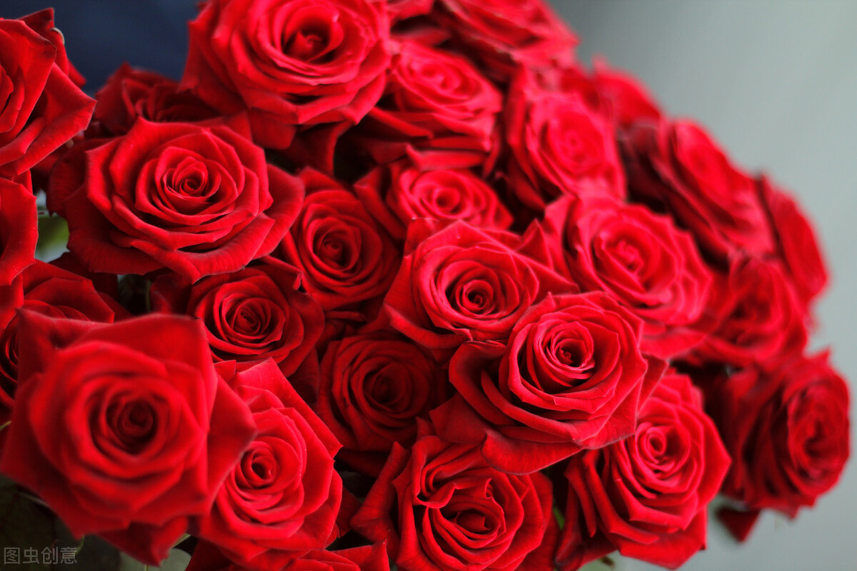 红玫瑰与粉玫瑰送人有区别吗？