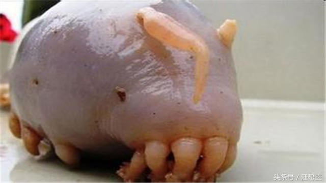 它叫海猪，很萌很Q弹，但是不能吃，有毒！