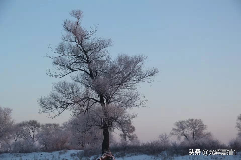 树枝上全部都是雪，美的让人想不到词语来形容，人间仙境