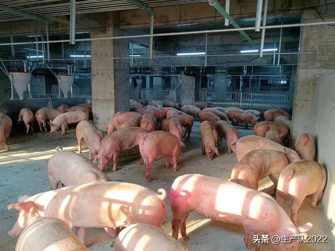 是中国最大的养猪大楼（40亿投建26层大楼养猪，竟然是一桩暴利生意？）