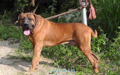 土佐犬:日本体型最大的斗犬 土佐犬和比特犬谁厉害?