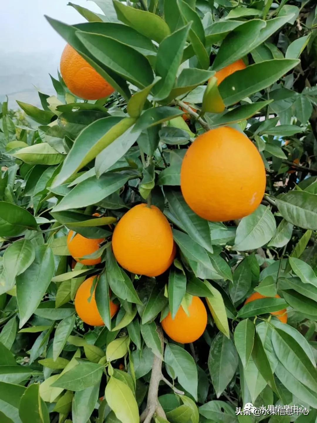 中国橙子主要产地分布图，来看全国橙子产地大pk