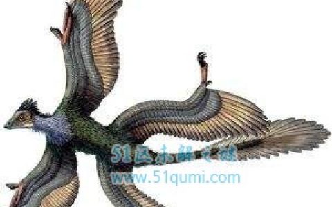 世界上最罕见的鸟:四翼鸟 四翼鸟长什么样子?