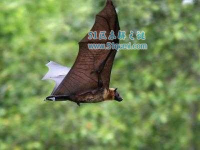 马来大狐蝠翼展达到1.8米 被大量捕杀而濒临灭绝