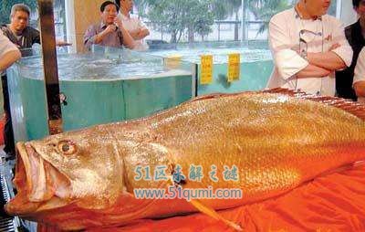 金钱鳘身价数百万的鱼类 金钱鳘鱼胶一斤高达150万元
