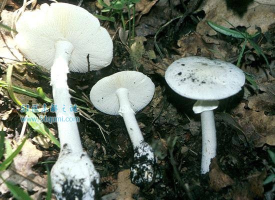 死亡天使蘑菇:世界第一毒蘑菇 死亡天使蘑菇有多毒?