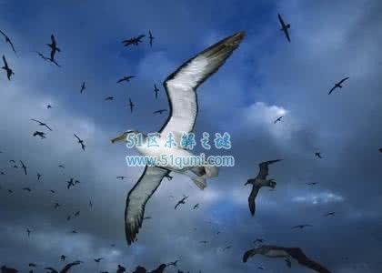 漂泊信天翁:世界上翼展最长的鸟 为什么可以一直飞不落地?