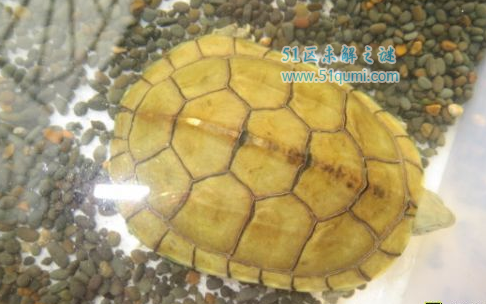 东方泥龟多少钱一只?和头盔蛋龟该怎么区分?