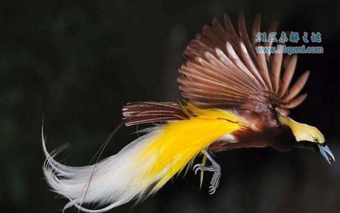 极乐鸟:传闻以天露花蜜为食的"神鸟" 它到底灭绝了没有?