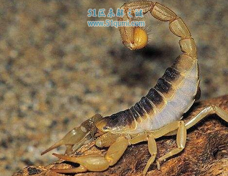 巴勒斯坦毒蝎:世界上最毒的蝎子 怎么养才不会被蛰?