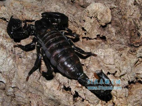 非洲帝王蝎:世界上最大的蝎子 它有毒吗?该如何饲养?