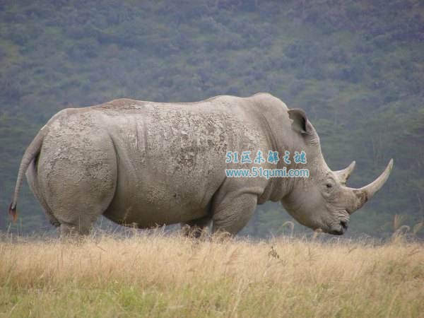 白犀牛与黑犀牛有什么区别?白犀牛苏丹还活着吗?
