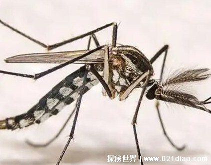 最漂亮的蚊子长什么样，好看的同时吸血能力超强