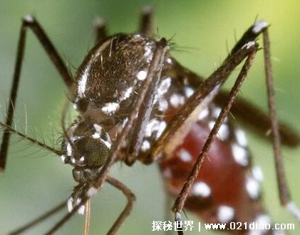 最漂亮的蚊子长什么样，好看的同时吸血能力超强