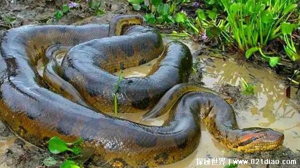世界上最大的蛇，亚马逊森蚺（粗如成年男子的躯干）