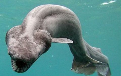有趣的史前动物皱鳃鲨，超级恐怖的远古巨兽