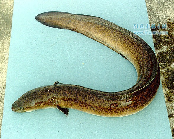 鳗鲡被称为"水中人参"的鱼类 鳗鲡多少钱一斤?