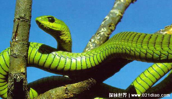 世界十大毒蛇，3毫克毒液就可以让一个成年人丧命