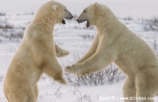 十大没有天敌的动物，北极熊上榜是连竞争对手都没有