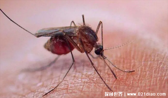 非洲十大危险动物，第一名每天都有3000多名儿童丧命(蚊子)