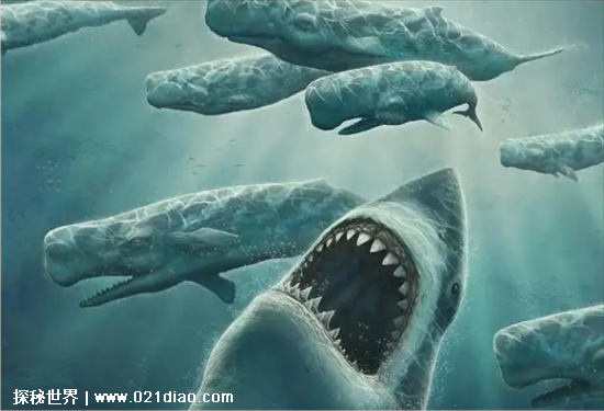 巨齿鲨打得过虎鲸吗，打得过(不管哪一方面虎鲸都不及巨齿鲨)