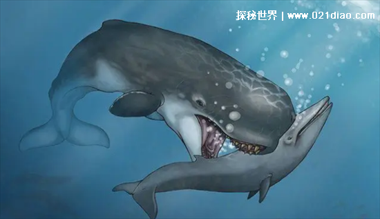 巨齿鲨打得过虎鲸吗，打得过(不管哪一方面虎鲸都不及巨齿鲨)
