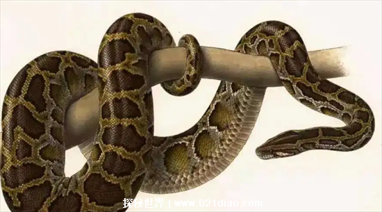 蟒蛇是几级保护动物，国家二级(2021年由一级调整为二级)