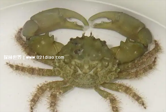 世界上最危险的螃蟹，花纹爱洁蟹可导致瞬间死亡