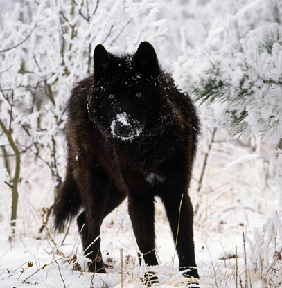 世上最大的狼有哪些?