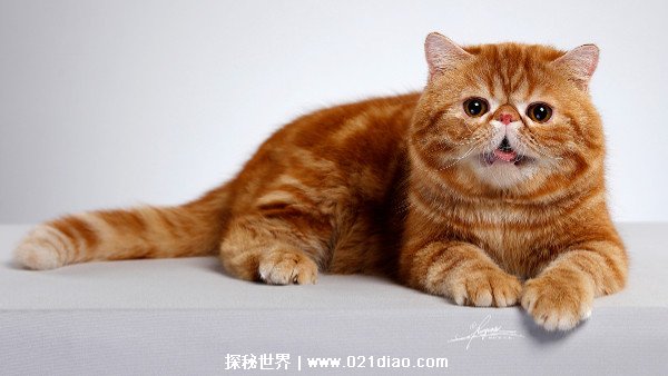 加菲猫价格多少钱一只，市场价3000到7000元左右