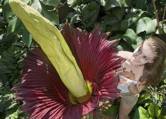 世界上最臭的花，巨魔芋(散发动物死去尸臭味)