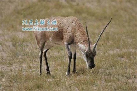 中国濒临灭绝的十种动物:新疆发现濒危长耳跳鼠