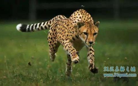 世界上跑的最快的动物是什么? 时速达到112英里?