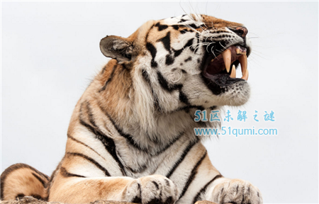 世界上咬合力最强的动物排行榜：老虎都排不上名次