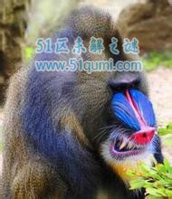 世界上最大的猴子:彩面山魈 彩面山魈为什么会蓝脸?