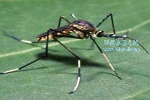 世界现存最大蚊子:华丽巨蚊 华丽巨蚊会吸食人血吗?