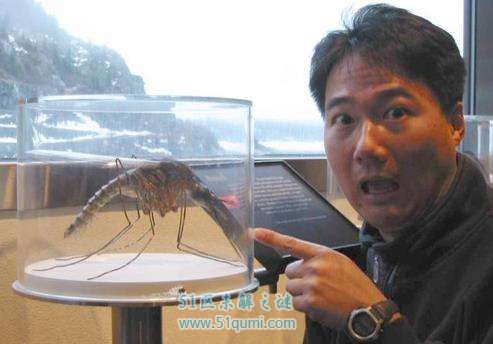 世界现存最大蚊子:华丽巨蚊 华丽巨蚊会吸食人血吗?