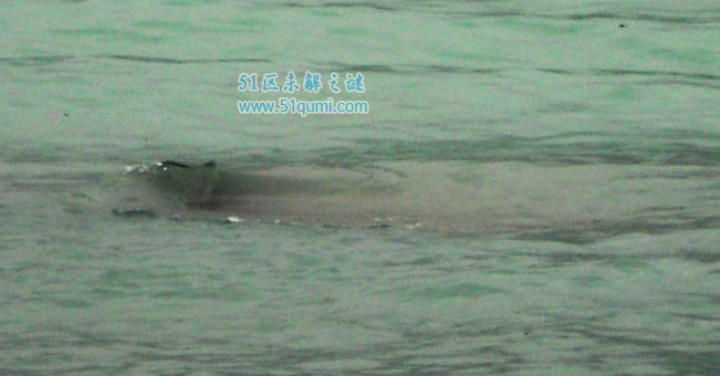 巨型哲罗鲑体长数米生性凶猛 巨型哲罗鲑是喀纳斯湖水怪吗?