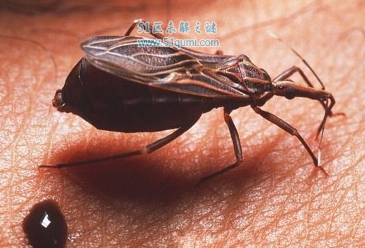 吸血蛾:恐怖的吸血动物 吸血蛾会主动攻击猎物吸食血液