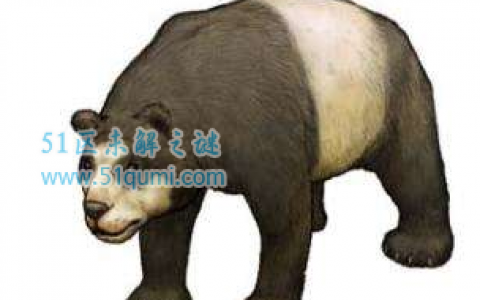 始熊猫：现代大熊猫的祖先 以肉食为主