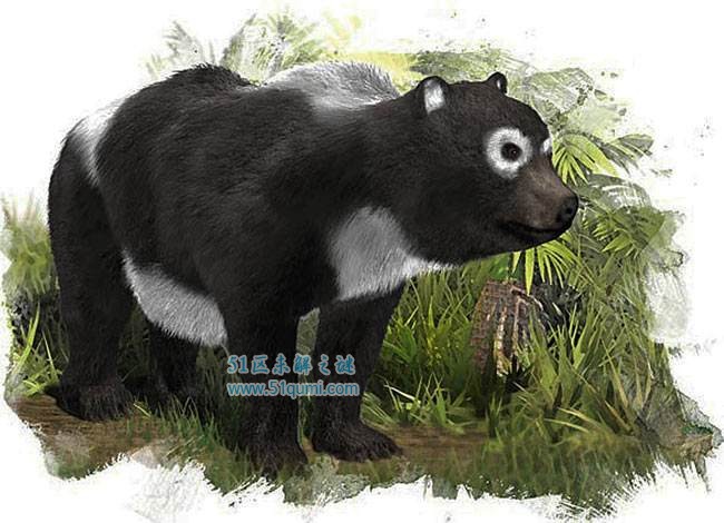 始熊猫：现代大熊猫的祖先 以肉食为主