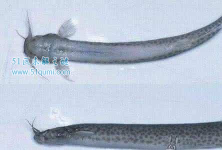 寄生鲶是一种恶趣味的怪鱼 喜欢钻人的尿道寄生在人身上