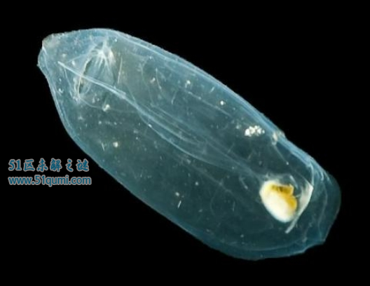 樽海鞘完全透明的海洋生物 樽海鞘能吃吗?